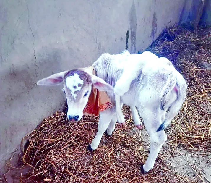 17 एनएमटी 01