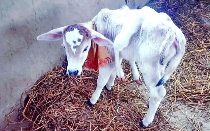 नानकमत्ता: महाशिवरात्रि से पूर्व गाय ने जन्मा छह पैर, दो पूंछ वाला बछड़ा, क्या आपने देखा...!