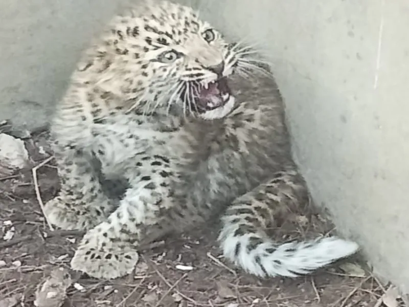 देखिये Video :बहराइच में पानी की टंकी में गिरा तेंदुए का शावक, वन विभाग ने किया रेस्क्यू