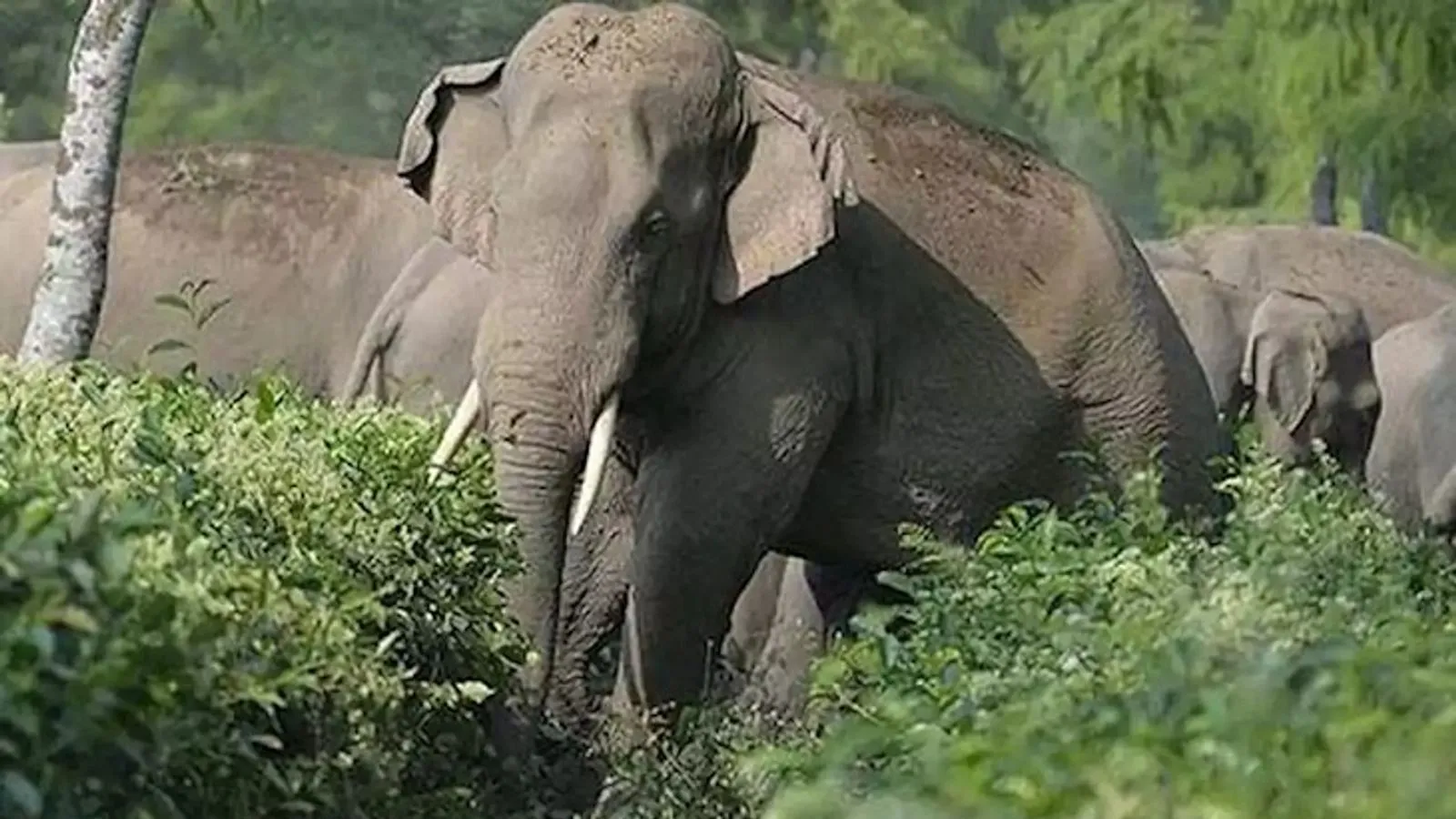 खटीमा: किलपुरा वन रेंज में हाथी झुंड हुआ उग्र, वन कर्मियों को भी दौड़ाया