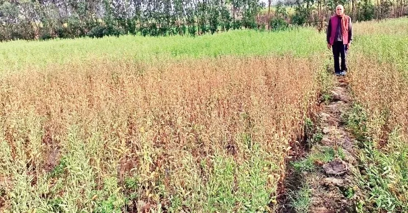 जसपुर: अज्ञात बीमारी से सूखने लगी सरसों की फसल