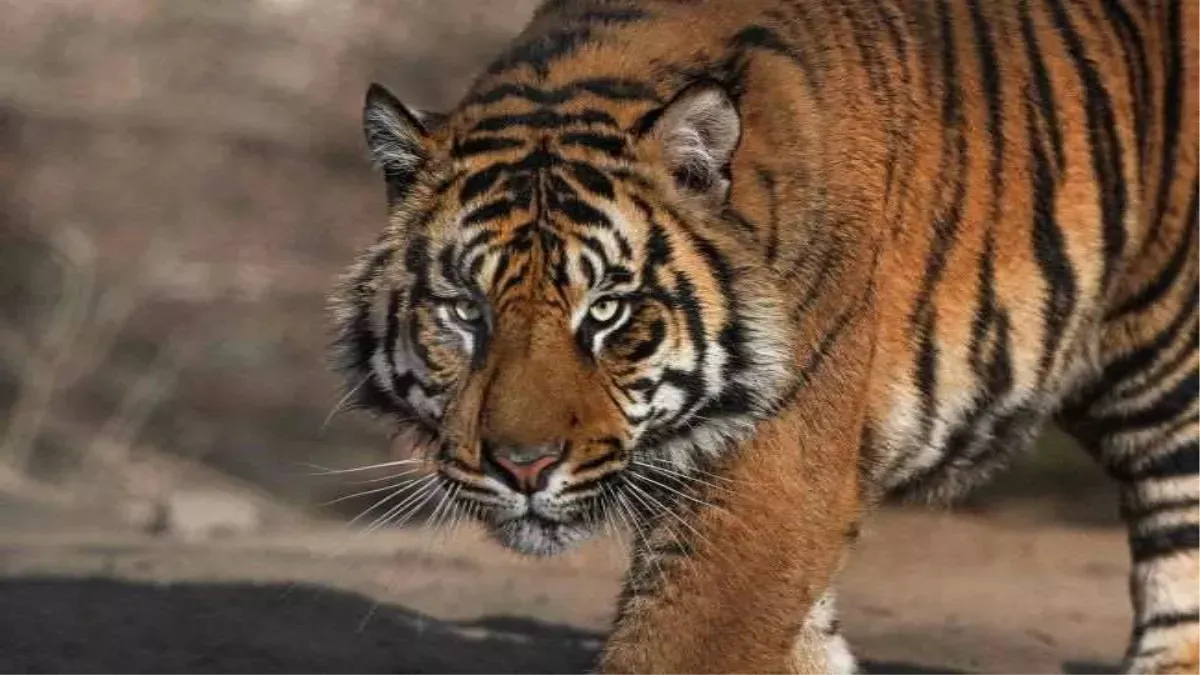ओडिशा: वन विभाग ने जंगलों में दो 'रॉयल बंगाल टाइगर' की तस्वीरें लीं 