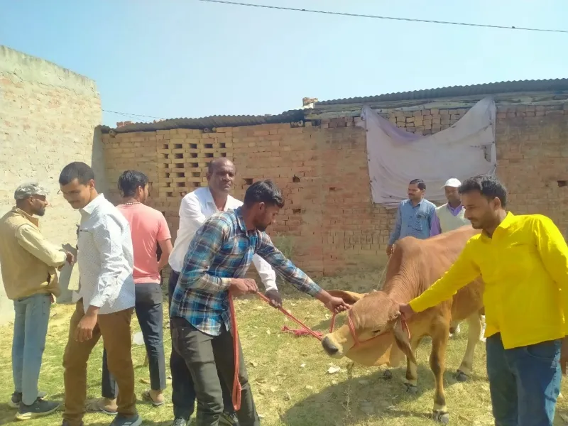 सुल्तानपुर: अभियान चलाकर पकड़े गए छुट्टा मवेशी, गो-आश्रय स्थल भेजे   