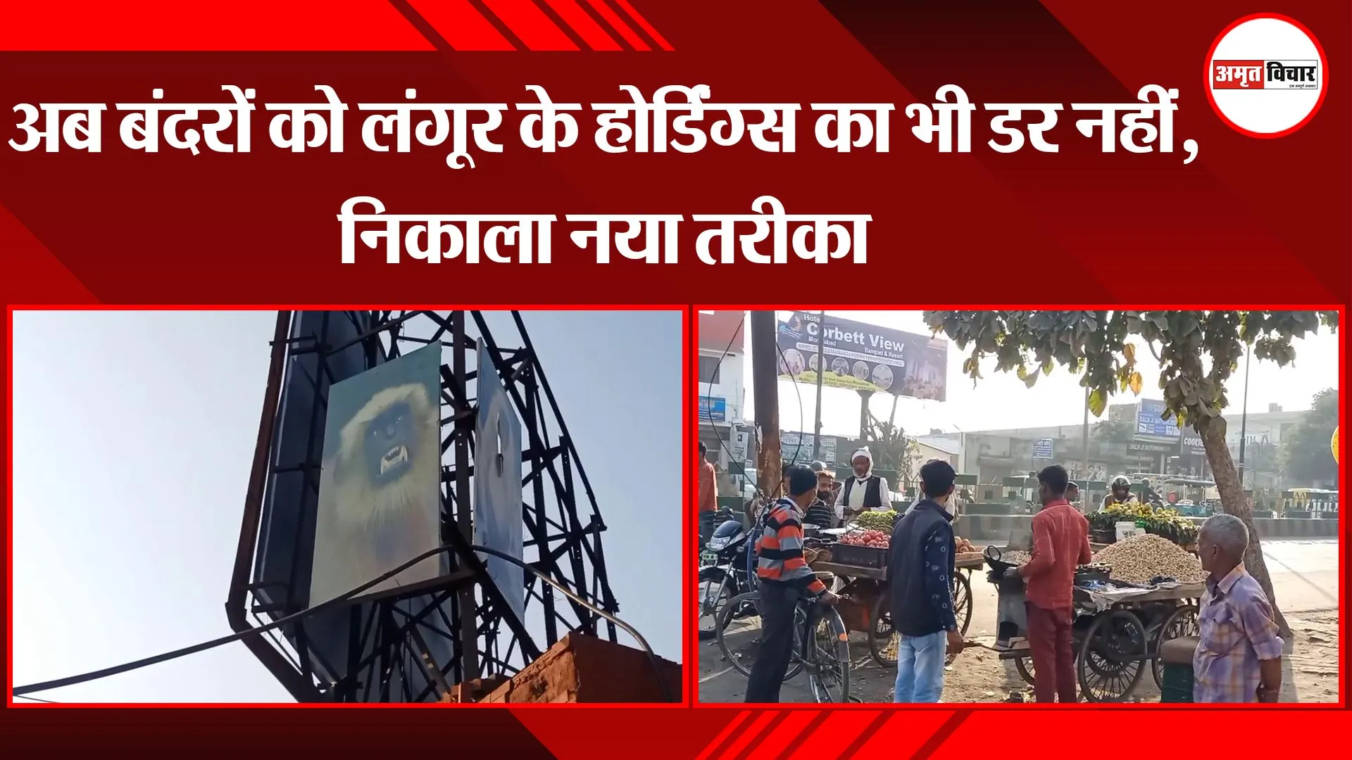 मुरादाबाद : अब बंदरों को लंगूर के होर्डिंग्स का भी डर नहीं, निकाला नया तरीका