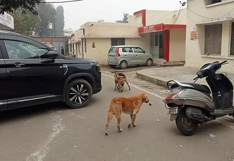 मुरादाबाद : सरकारी कार्यालयों में घूम रहे स्ट्रीट डॉग्स, अस्पताल में मरीज असुरक्षित