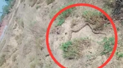 बाराबंकी में किसान ने देखा विशालकाय अजगर, मौके पर पहुंची वन विभाग की टीम