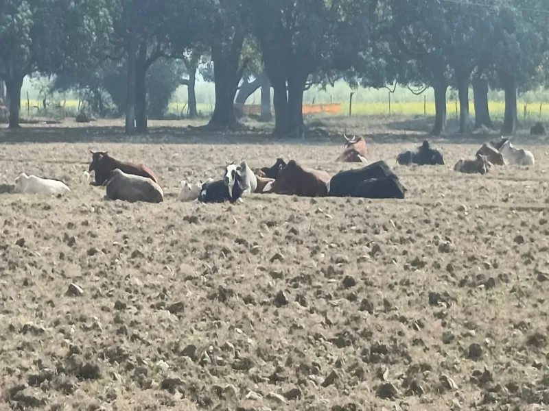 अयोध्या: किसानों के लिए मुसीबत का सबब बने छुट्टा मवेशी