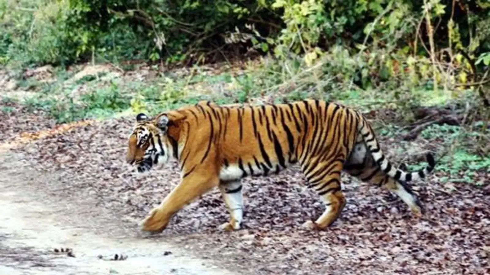 रामनगर: घायल बाघ की वजह से बंद रहेगा फाटो जोन, बाघ की लोकेशन ट्रेस होना बाकी