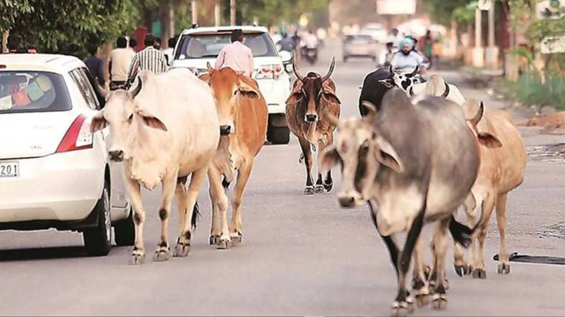 शाहजहांपुर प्रशासन ने की हर ग्राम प्रधान से 10-10 मवेशियों को आश्रय देने की पहल 