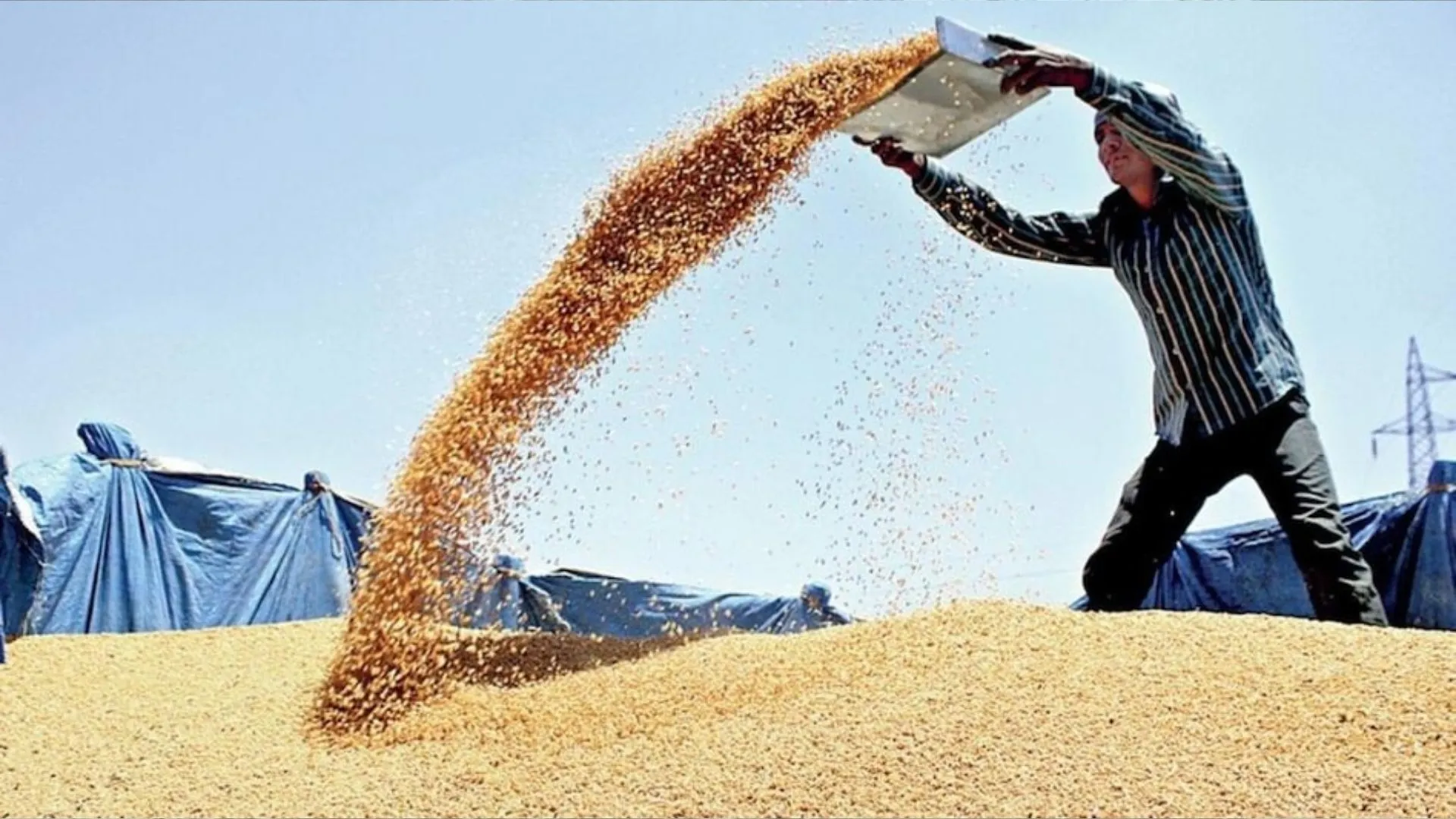 Wheat Price: ‘खुले बाजार में गेहूं की बिक्री से थोक कीमतें हो रहीं नरम, खुदरा मूल्य सप्ताह के भीतर कम होने की संभावना’