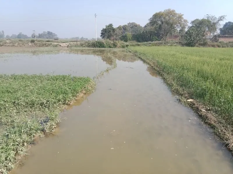 अयोध्या: माइनर कटने से किसानों की 12 बीघा फसल जलमग्न, भारी नुकसान 