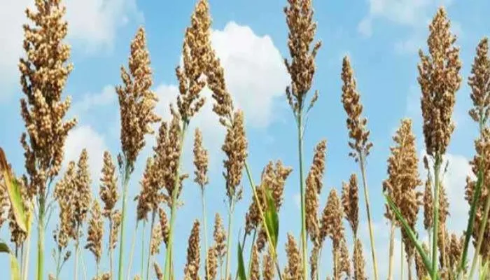Kanpur News : पहली बार राशन में गेहूं चावल के साथ बाजरा भी, 1.71 लाख राशन धारक उठाएंगे लाभ
