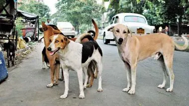 राजस्थान : सिरोही जिला अस्पताल में एक महीने के बच्चे को कुत्तों ने नोचा, मौत 