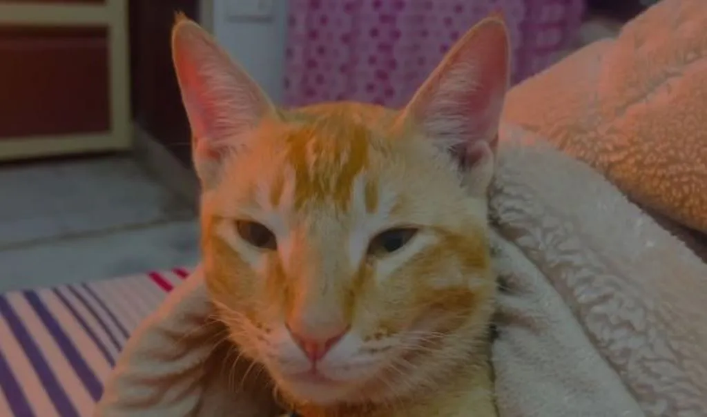 मेरठ: बिल्ला हुआ लापता, सोशल मीडिया पर लगाई मदद की गुहार