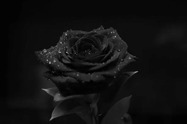 black rose