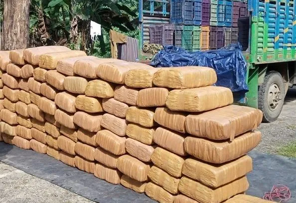 त्रिपुरा: 10 करोड़ रुपये का भांग का जखीरा बरामद