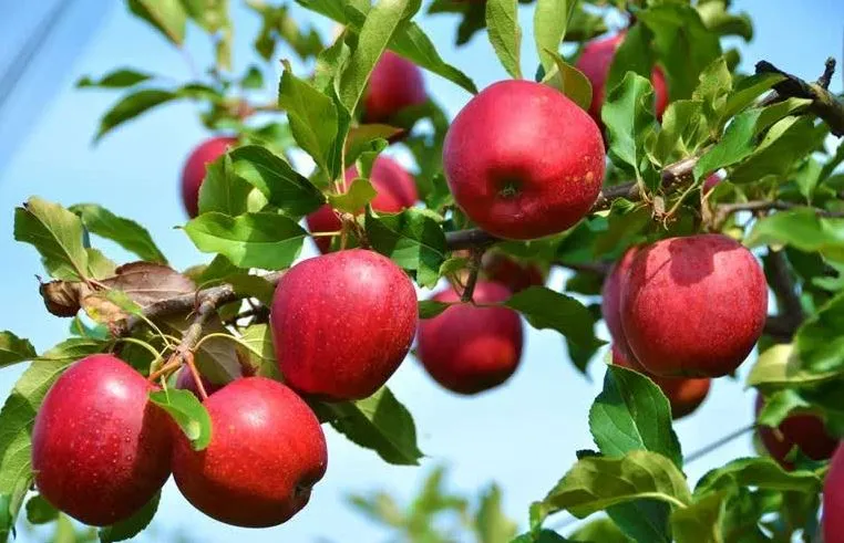 हिमाचल प्रदेश: बागवानी विभाग ने अमेरिका से आयात किए 56 हजार पौधे