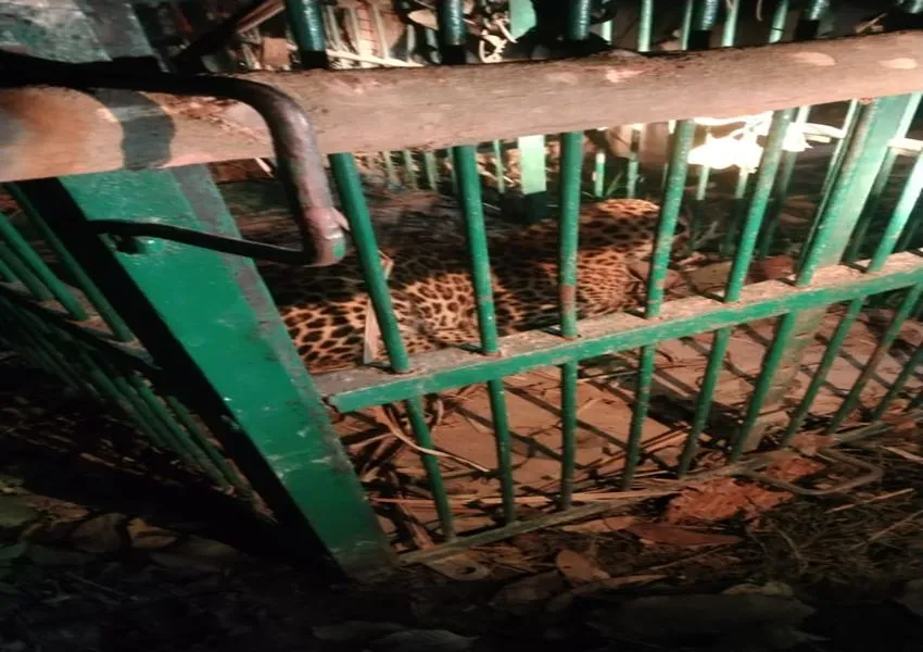 बहराइच: दो माह बाद पिंजरे में कैद हुआ तेंदुआ, ग्रामीणों ने ली राहत की सांस