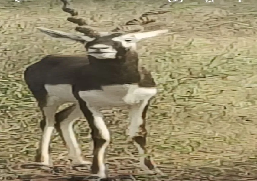 Etawah News: इटावा सफारी पार्क में आगरा से पहुंचे नौ और काले हिरण