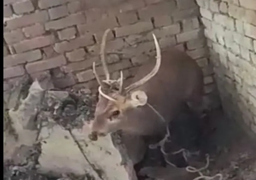 बहराइच: बारहसिंघा को कुत्तों ने किया लहूलुहान, ग्रामीणों ने वन विभाग को सौंपा