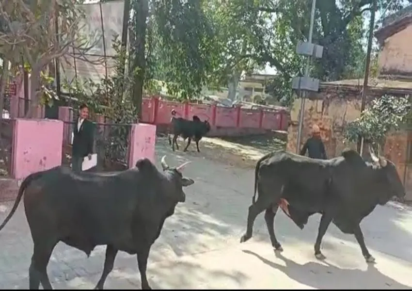 गोंडा: किसानों ने तहसील परिसर के भीतर बंद किए छुट्टा मवेशी, मचा हड़कंप, देखें Video