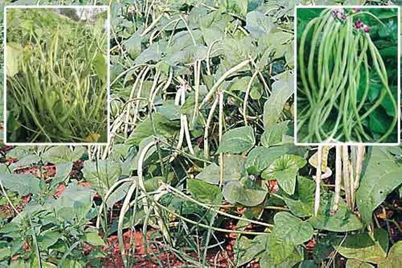 बढ़ती गर्मी से घट सकती है फसलों की पैदावार: डॉ जसवंत राय 