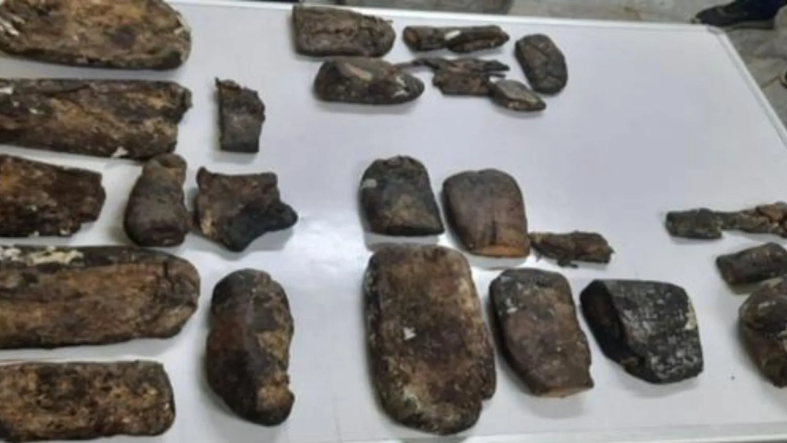 Ambergris : असम में बरामद की 27 करोड़ रुपए की संदिग्ध 'व्हेल की उल्टी'