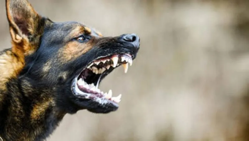 पालतू कुत्ते के काटने के 12 साल पुराने मामले में पशु मालिक को तीन महीने की जेल 