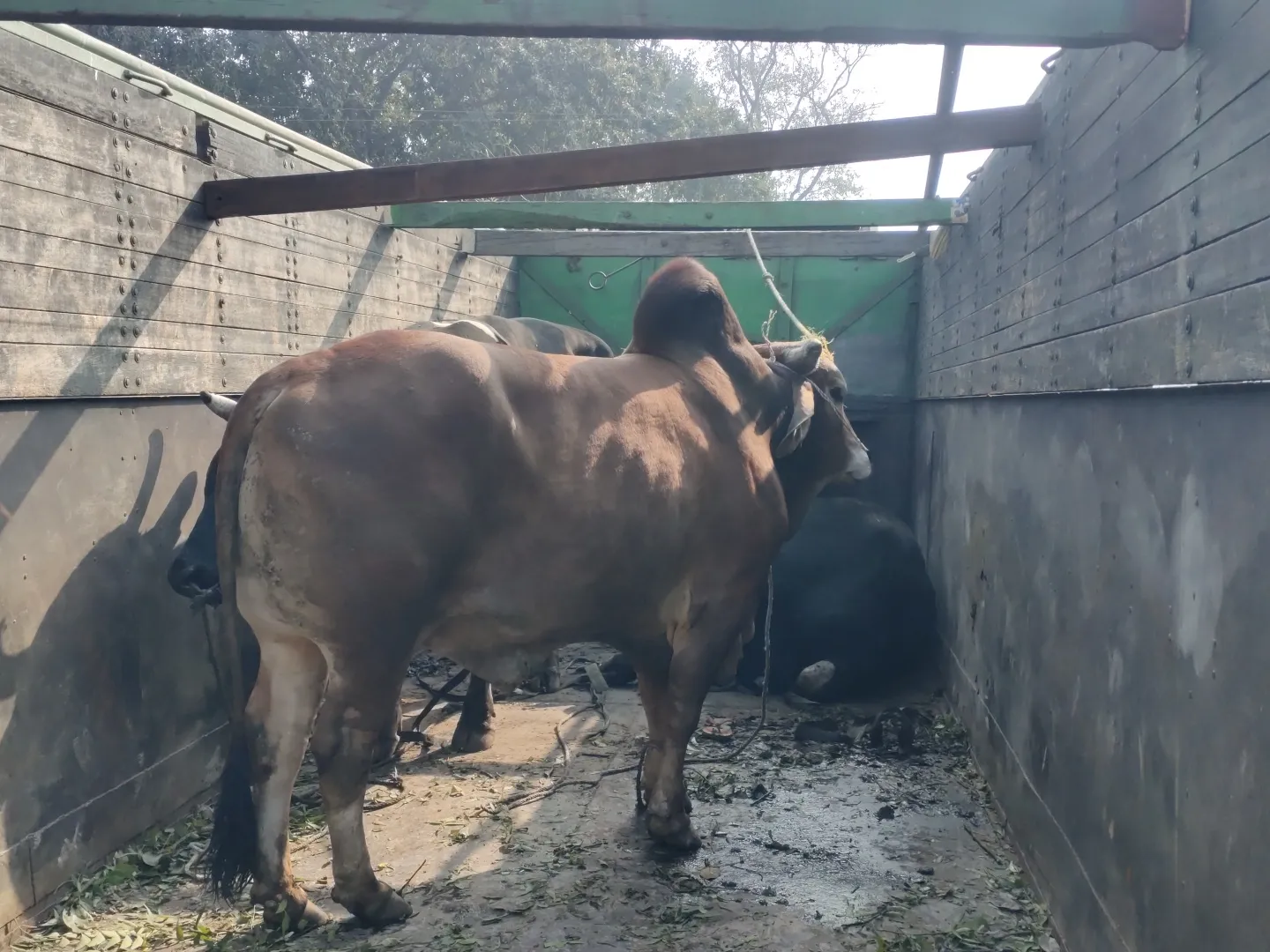 बरेली: पशु तस्करों की तलाश के बजाय अवशेष हटाने में जुटी पुलिस तो भड़के लोग