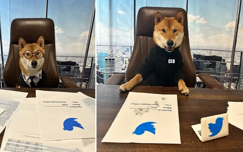 Elon Musk ने अपने कुत्ते को बनाया Twitter का CEO, बताया दूसरों से बेहतर