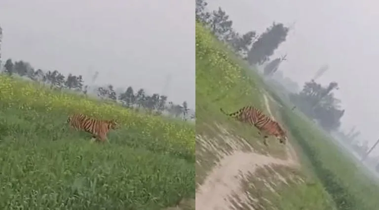 पीलीभीत: चकरोड पार करता हुआ दिखा बाघ, क्षेत्र में मचा हड़कंप, देखें VIDEO
