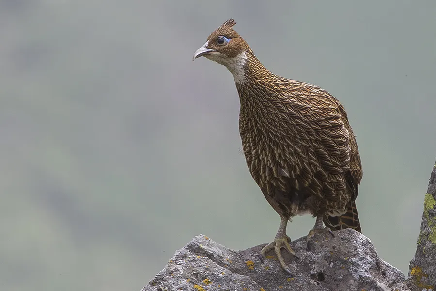 Himalayan_Monal_Adult_Female_Tungnath_Rudraprayag_Uttarakhand_India_14.06.2013
