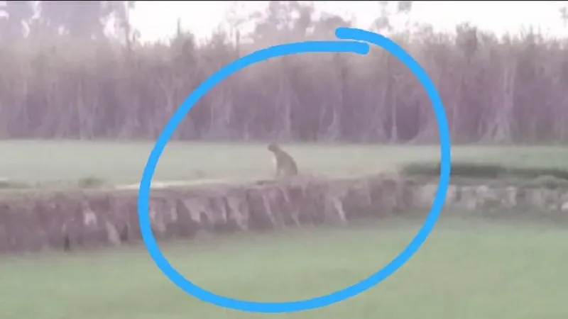 रामपुर : गेहूं की फसल में खाद डालने के लिए गए किसान ने देखा तेंदुआ, मचा हड़कंप