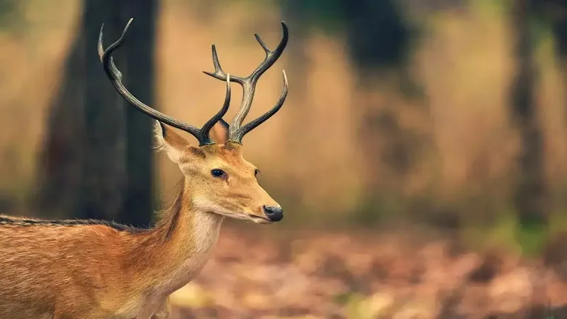 Wildlife आवास के लिए उपयुक्त कृषि भूमि पर Solar panels