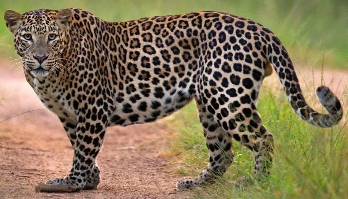 Leopard In Kanpur : अर्मापुर नहर के पास नजर आया तेंदुआ, वन विभाग और चिड़ियाघर की टीमों ने चलाया सर्च ऑपरेशन