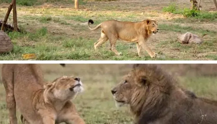 Etawah Safari Park की Lion सफारी में शेरनी जेसिका ने दसवें शावक को दिया जन्म, खुशी का माहौल