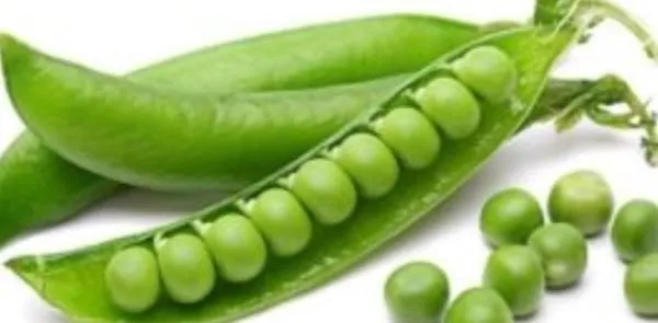 रुद्रपुर: औने-पौने दामों पर मटर की खरीद पर फिर लामबंद हुए किसान संगठन