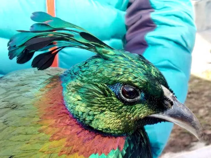 हल्द्वानी: कितना जानते है अपने राज्य पक्षी के बारे में?