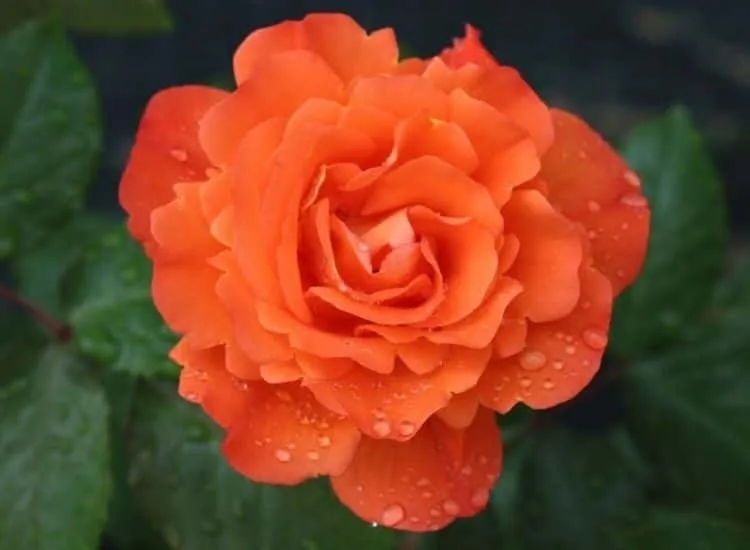 Orange Rose