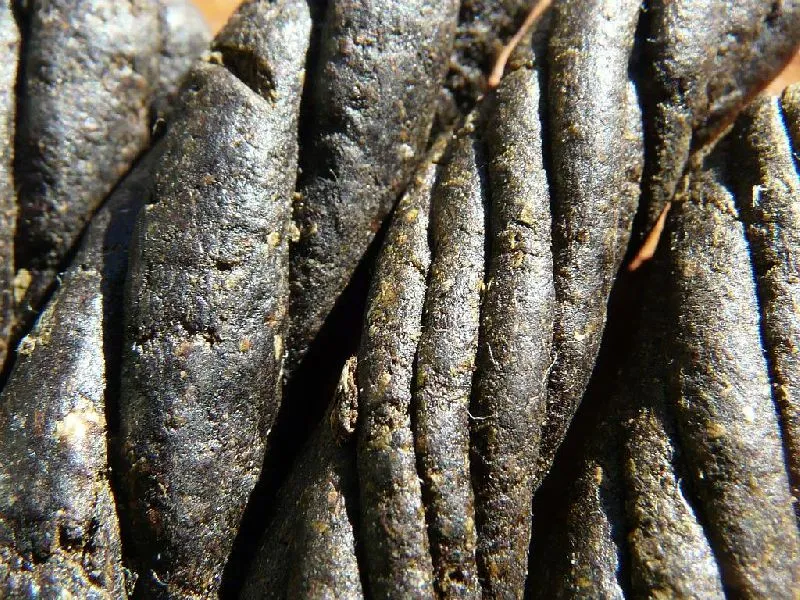 किच्छा: मुखबिर ही करने लगा चरस की तस्करी, गिरफ्तार 