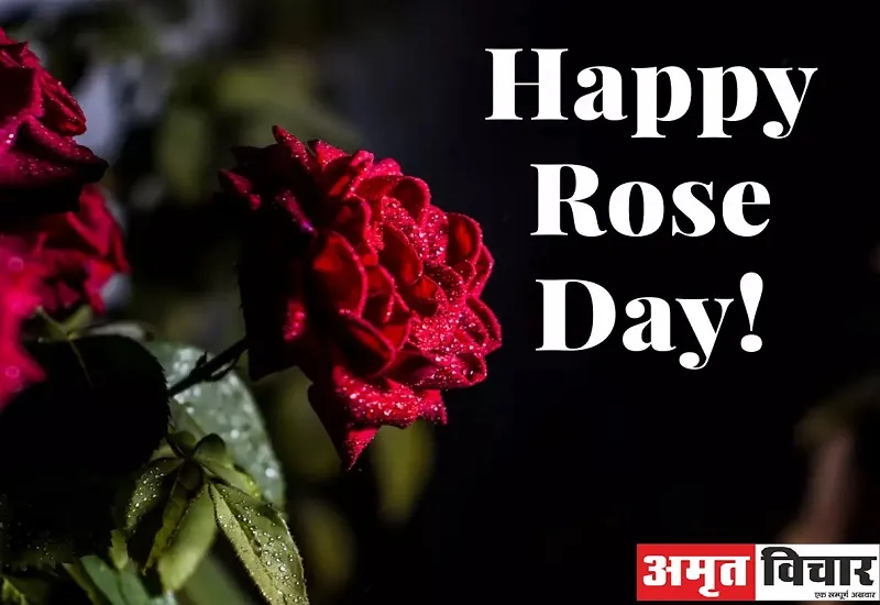 Rose Day 2023 : महताब की चांदनी माफिक चमकता गुलाब.. हर रंग का यहां है जवाब