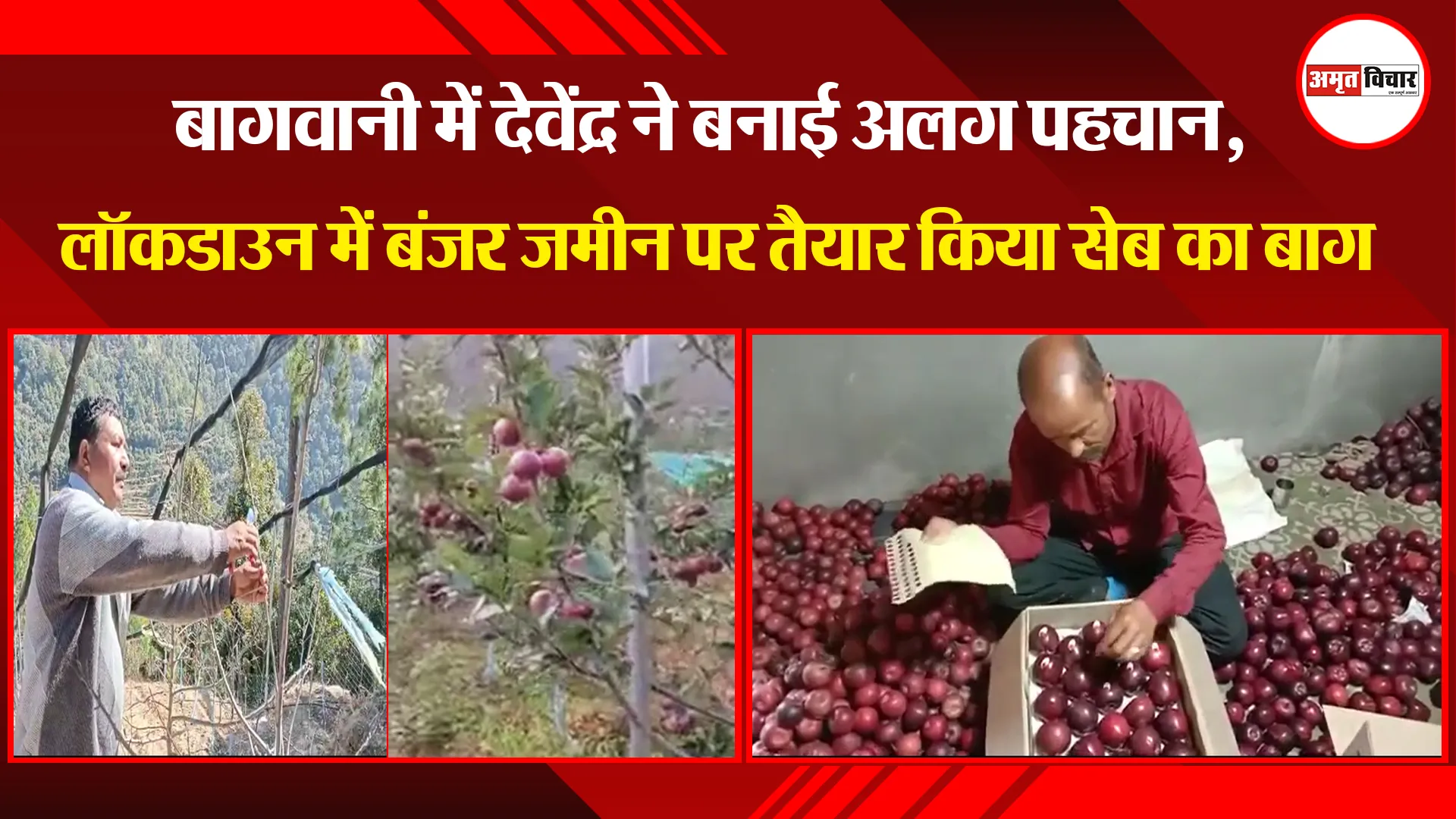 मुक्तेश्वर: बागवानी में देवेंद्र ने बनाई अलग पहचान, लॉकडाउन में बंजर जमीन पर तैयार किया सेब का बाग