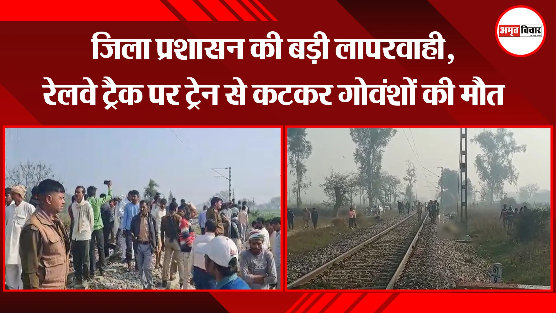 संभल: जिला प्रशासन की बड़ी लापरवाही, रेलवे ट्रैक पर ट्रेन से कटकर गोवंशों की मौत
