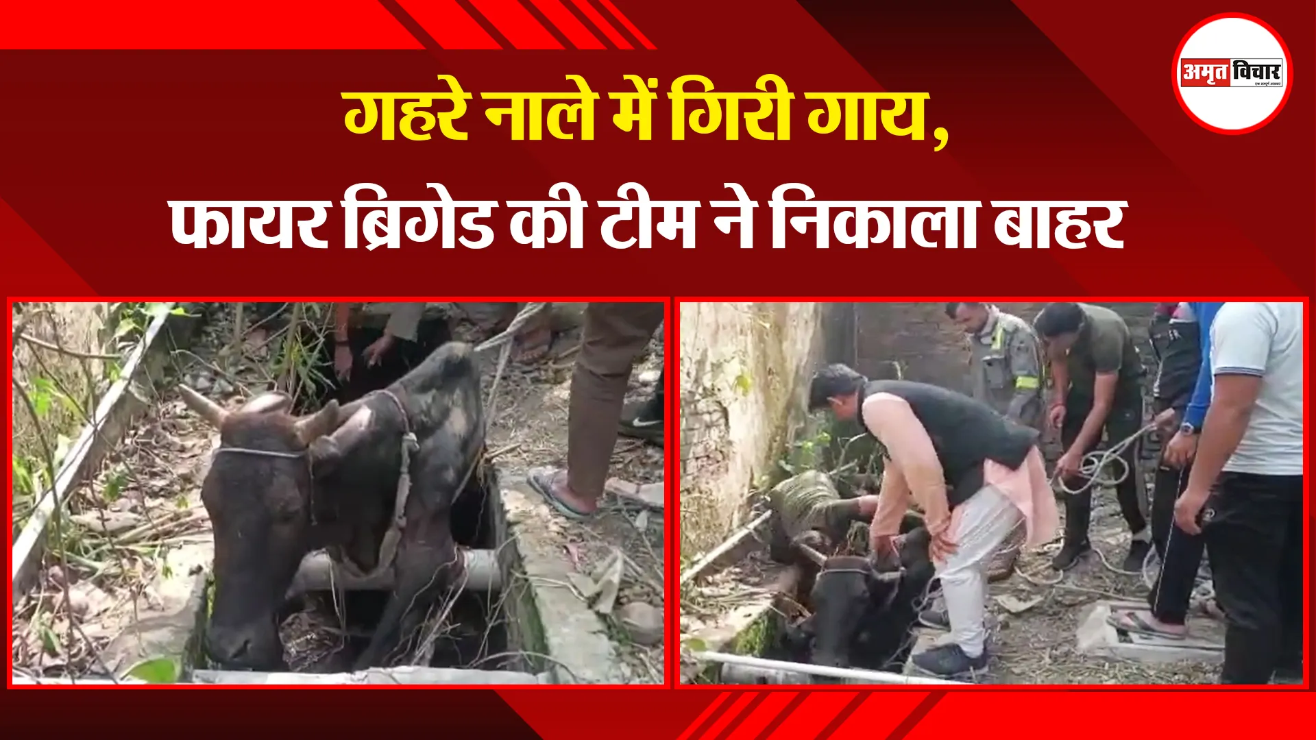 मुरादाबाद: गहरे नाले में गिरी गाय, फायर ब्रिगेड की टीम ने निकाला बाहर
