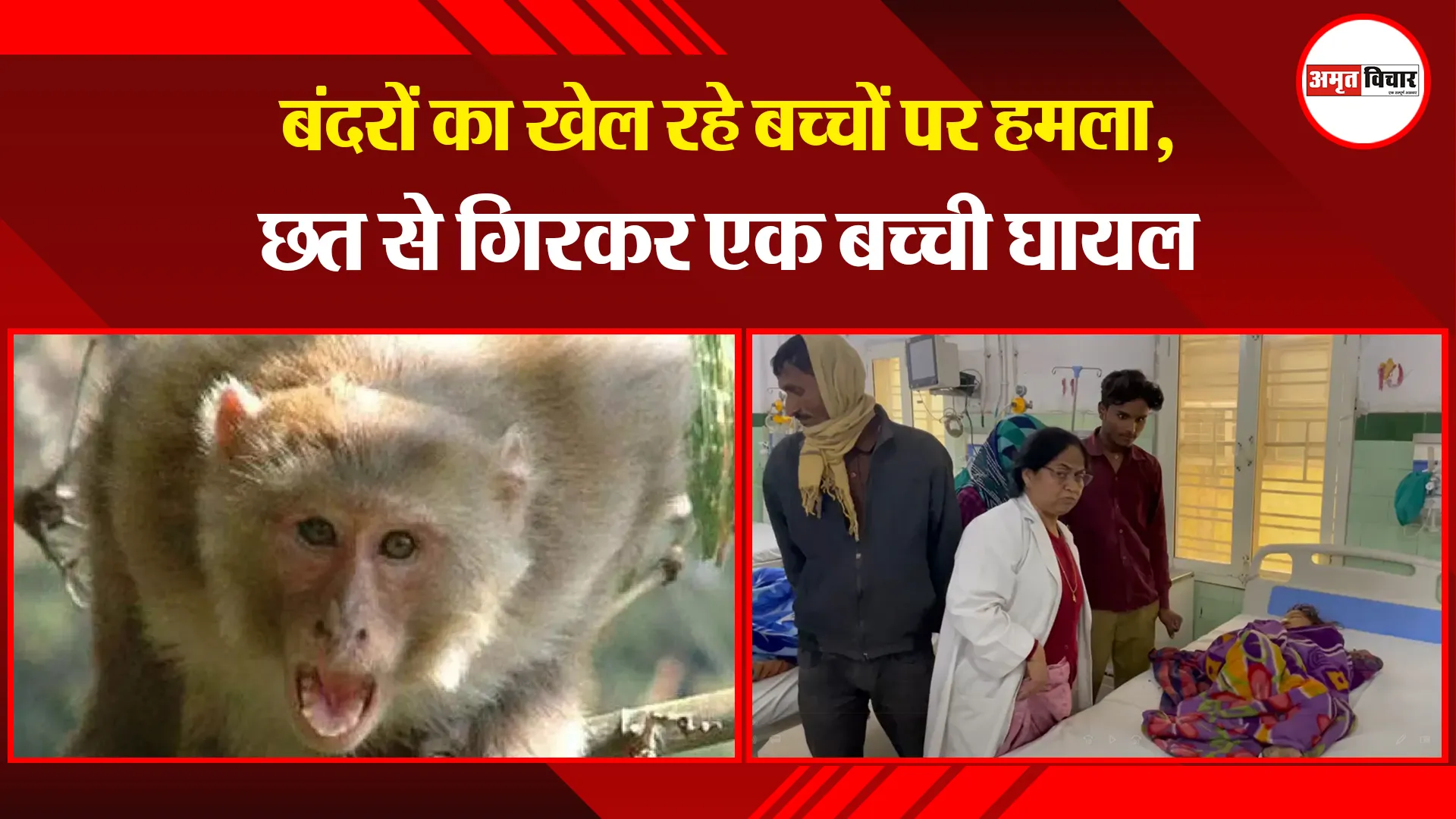 बरेली: बंदरों का खेल रहे बच्चों पर हमला, छत से गिरकर एक बच्ची घायल