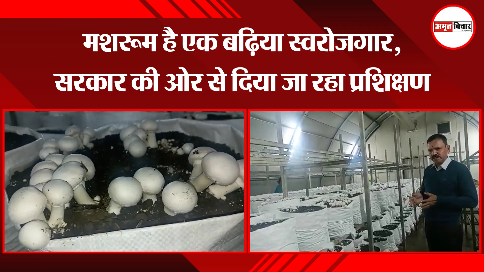 ज्योलिकोट: मशरूम है एक बढ़िया स्वरोजगार, सरकार की ओर से दिया जा रहा प्रशिक्षण