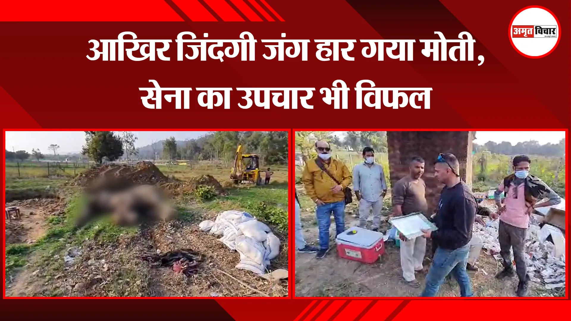 उधम सिंह नगर: आखिर जिंदगी जंग हार गया मोती, सेना का उपचार भी विफल