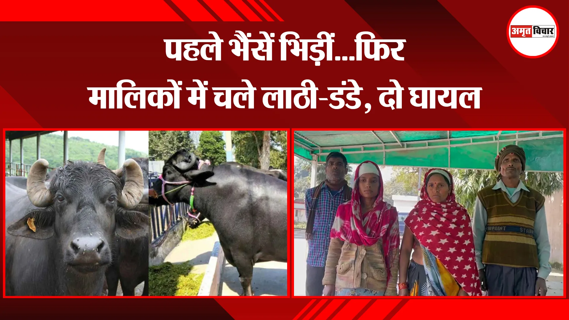 बरेली: पहले भैंसें भिड़ीं...फिर मालिकों में चले लाठी-डंडे, दो घायल