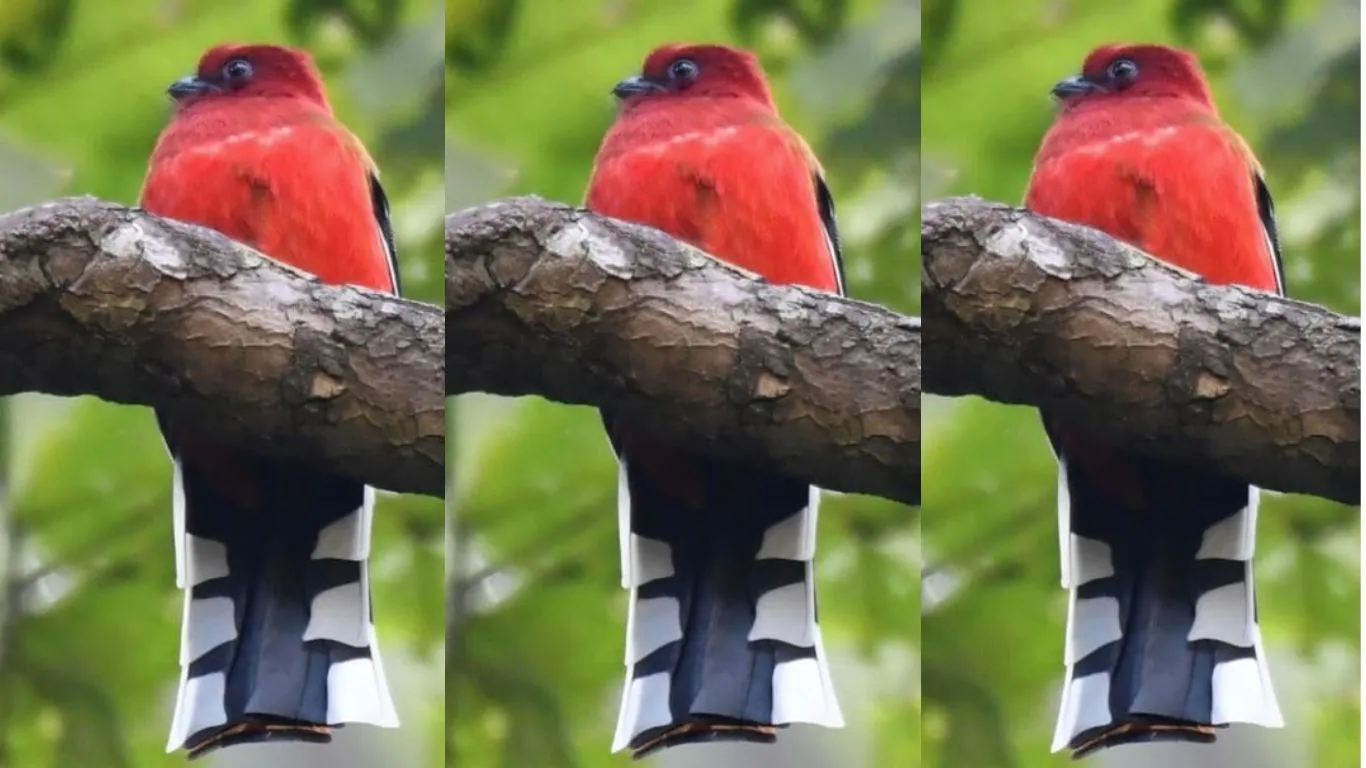 हल्द्वानीः उत्तराखंड में पहली बार दिखाई दिया रेड हेडेड ट्रोगोन 