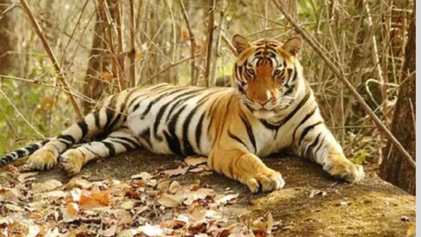 रामनगरः फाटो पर्यटन जोन में घायल बाघ ने रेस्क्यू के दौरान तोड़ा दम